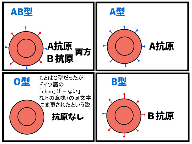 Abo血液型とrh血液型のはなし 献血に行けるのは健康の証です としごと しごとと